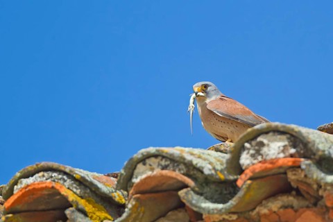 Lesser lesser Common Kestrel