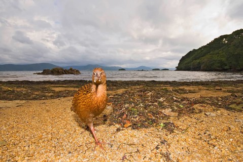 Weka