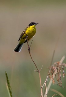 Black-headed Wagtail