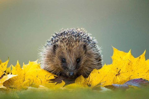 European Hedgehog