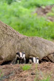 Eurasian Badger