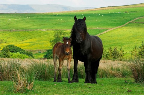 Fell Pony