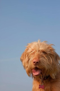 Domestic dog
