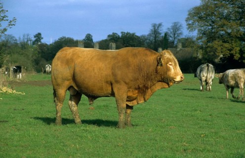Domestic cattle