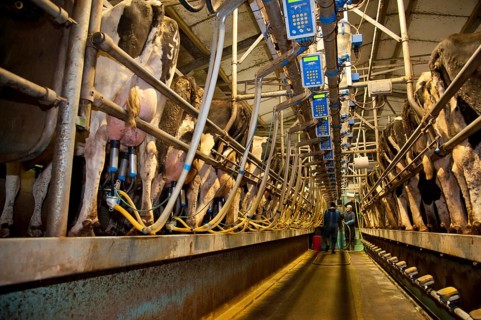 Dairy Farming