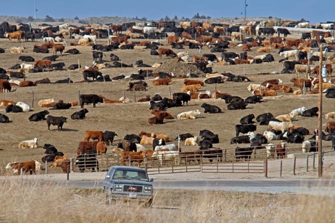 Cattle farm