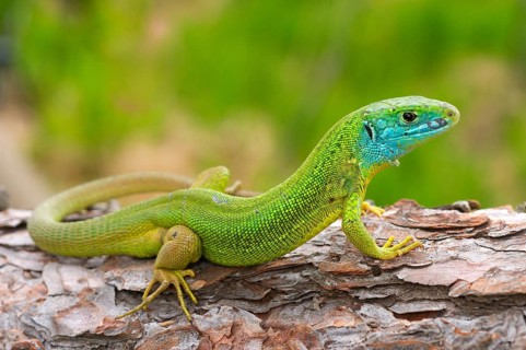 Western green lizards