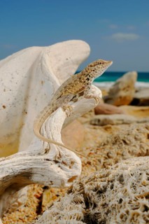 Abdel Kuri Rock Gecko