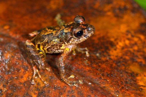 Santa Isabel predatory frog