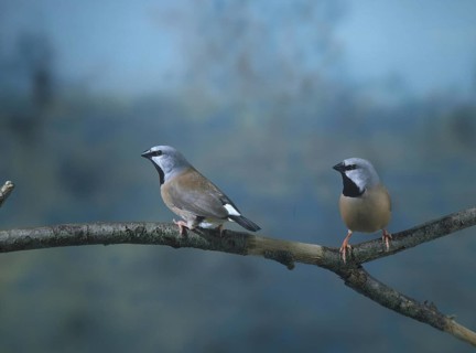 Girdled Grass Finch