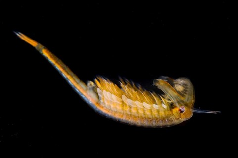 Fairy Shrimp