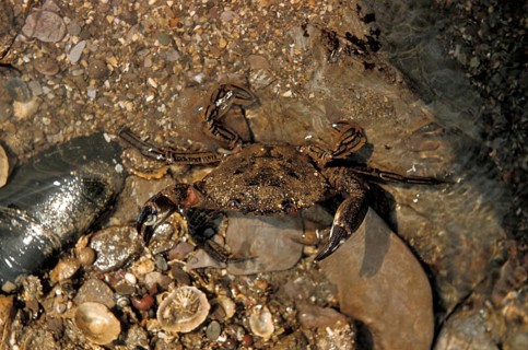 Velvet crab