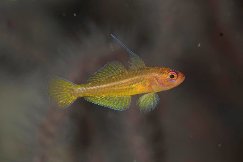 Taylor's Dwarfgoby