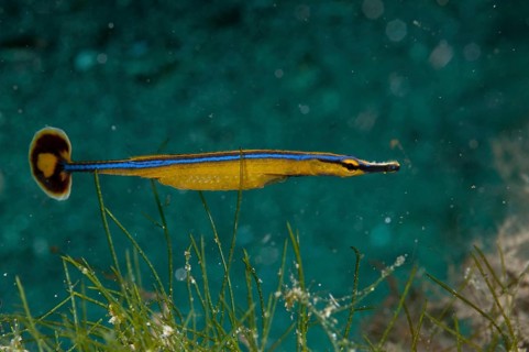 Honshu pipefish