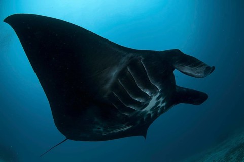 Reef manta ray