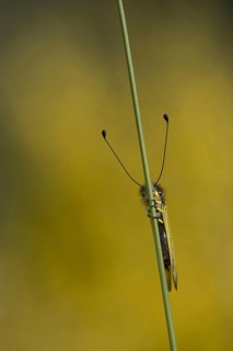 Black yellow owlfly