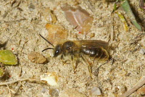 Sand bee