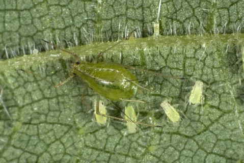 Stinging nettle aphid