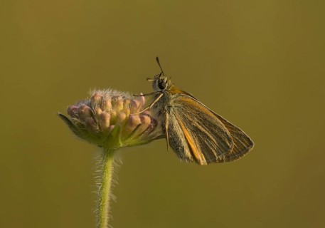 Essex Skipper