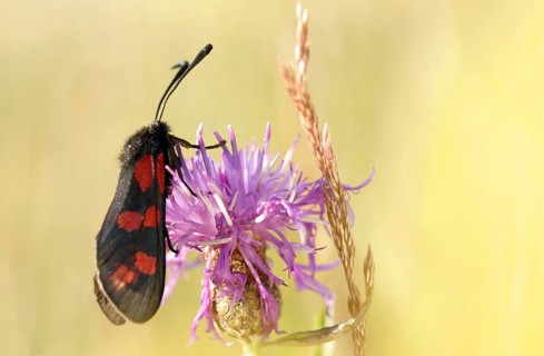 Six-spotted Burnet adult