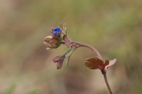 Three-part speedwell