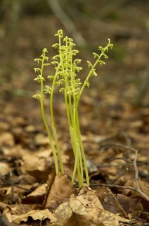 Early Coralroot