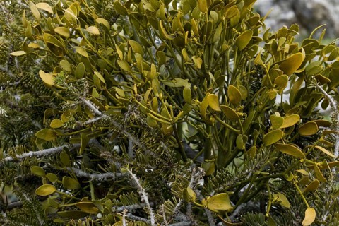 European mistletoe