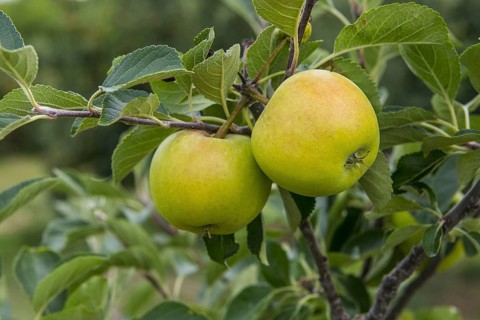 Cultivated Apple