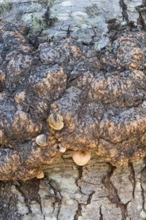 Antarctic Beech close-up of globular tumours on trunk