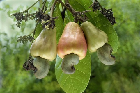 Cashew