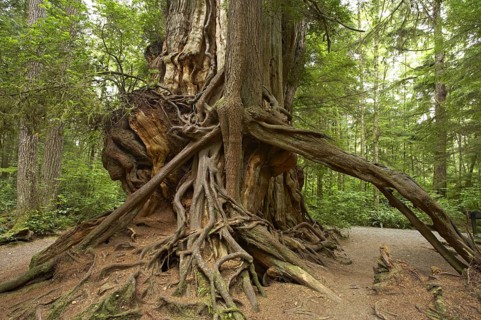 Western red cedar