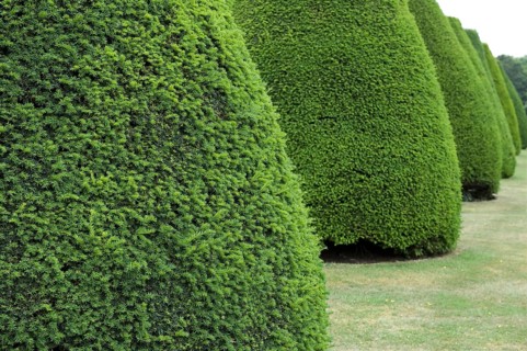 English yew