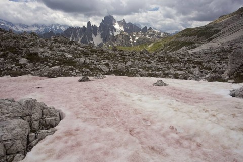 'Red Snow' or 'Watermelon Snow'