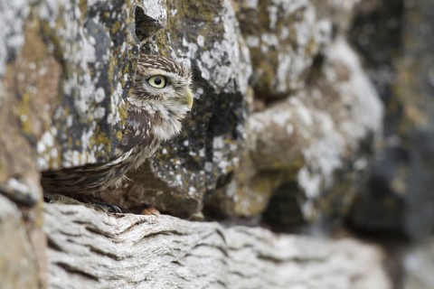 Little owl