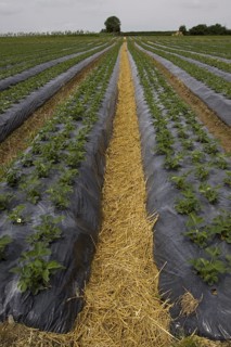 Freshly laid straw used to reduce mud splashes on fruit. Elsanta strawberry plants in raised beds covered with black plastic. These raised beds promote deeper