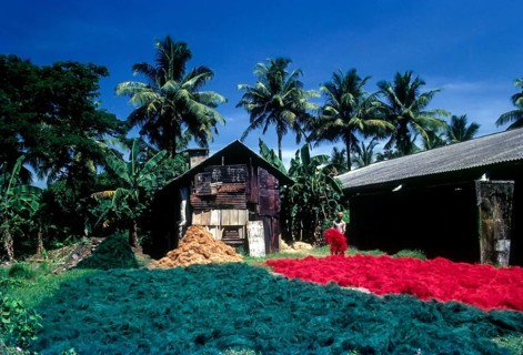 Dyed coconut fibre being dried in Gundu Island coir factory in Kochi