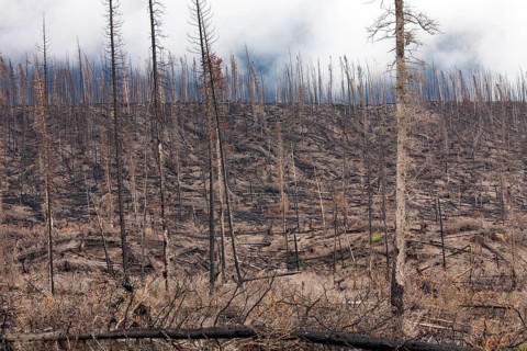 Charred logs burnt by forest fire