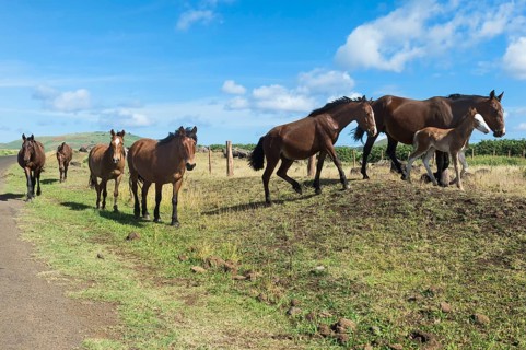 Horses by the roadside