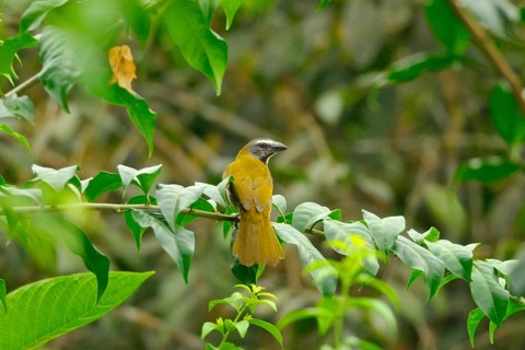 Colored-throated saltator