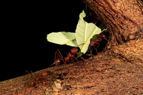 Leafcutter ant