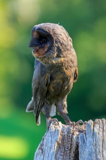 Sao Tome Barn Owl