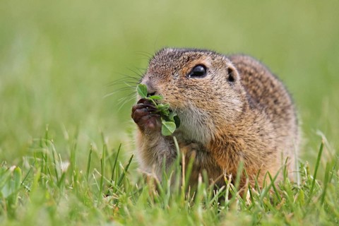 European gopher