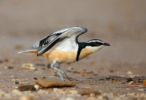 Egyptian plover