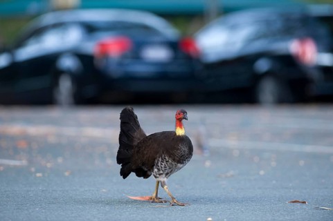 Big-footed chicken
