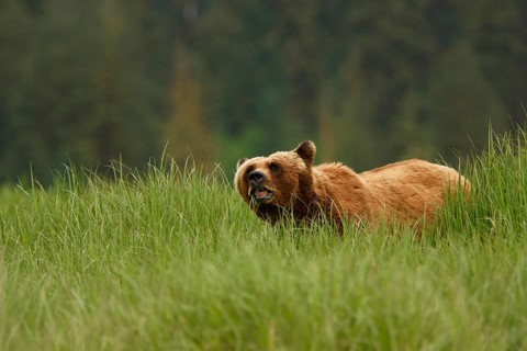 Adult grizzly bear