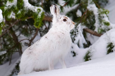 Mountain hare