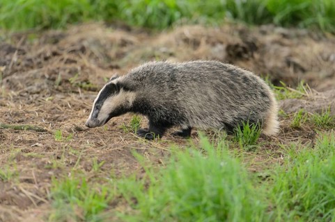 Eurasian Badger