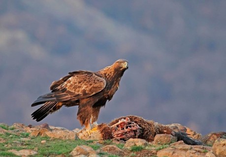 Golden Eagle