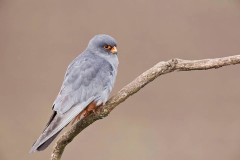 Red-footed Falcon