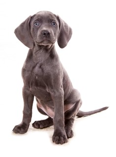 Domestic dog